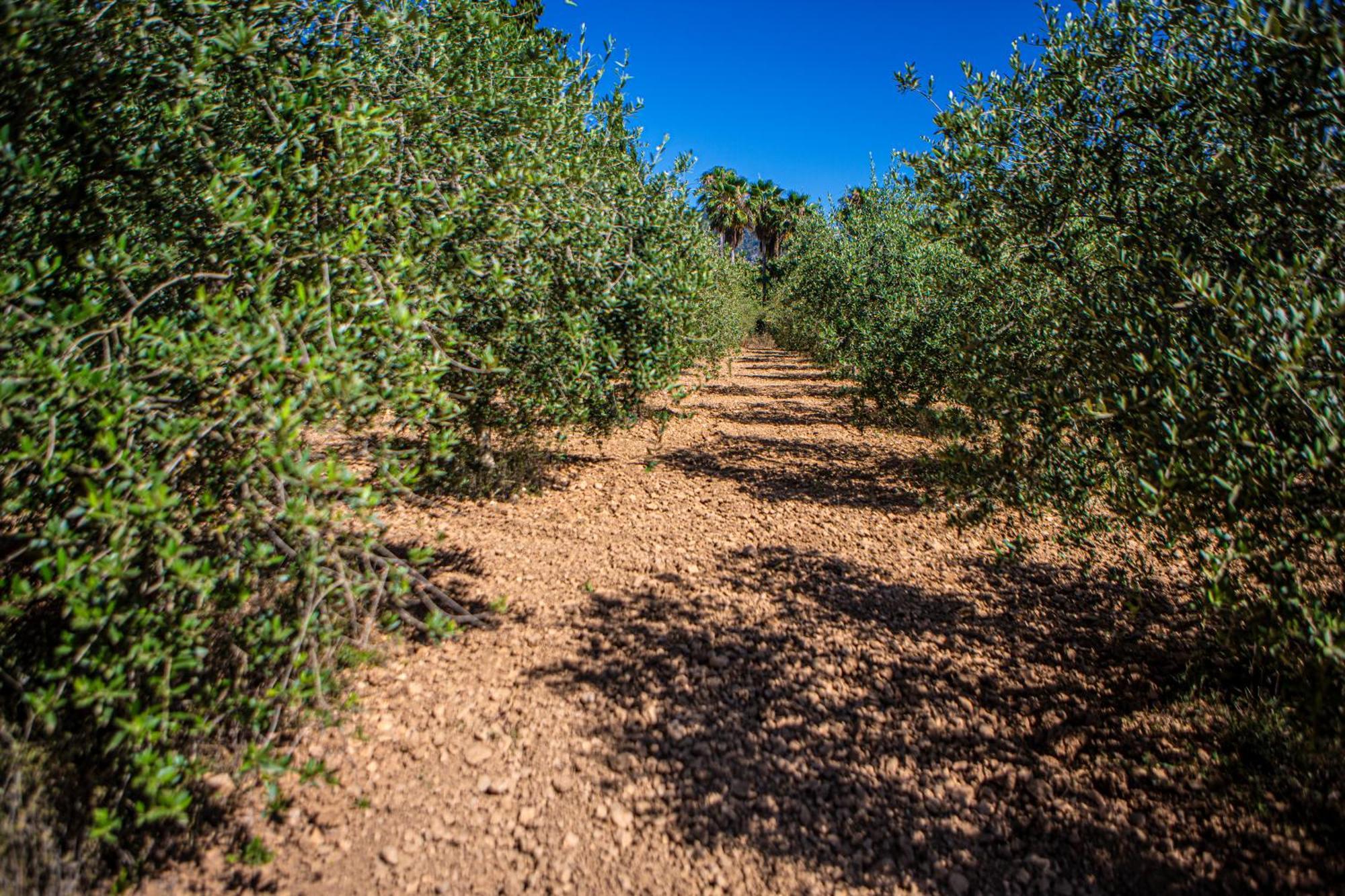 Son Ribes Villa Alaró Buitenkant foto
